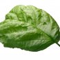 500 Seeds LETTUCE LEAF BASIL Ocimum Basilicum Huge Leaves Herb (Seeds)