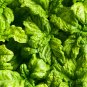 500 Seeds LETTUCE LEAF BASIL Ocimum Basilicum Huge Leaves Herb (Seeds)