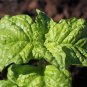 500 Seeds LETTUCE LEAF BASIL Ocimum Basilicum Huge Leaves Herb (Seeds)