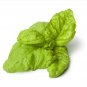 500 Seeds LETTUCE LEAF BASIL Ocimum Basilicum Huge Leaves Herb (Seeds)