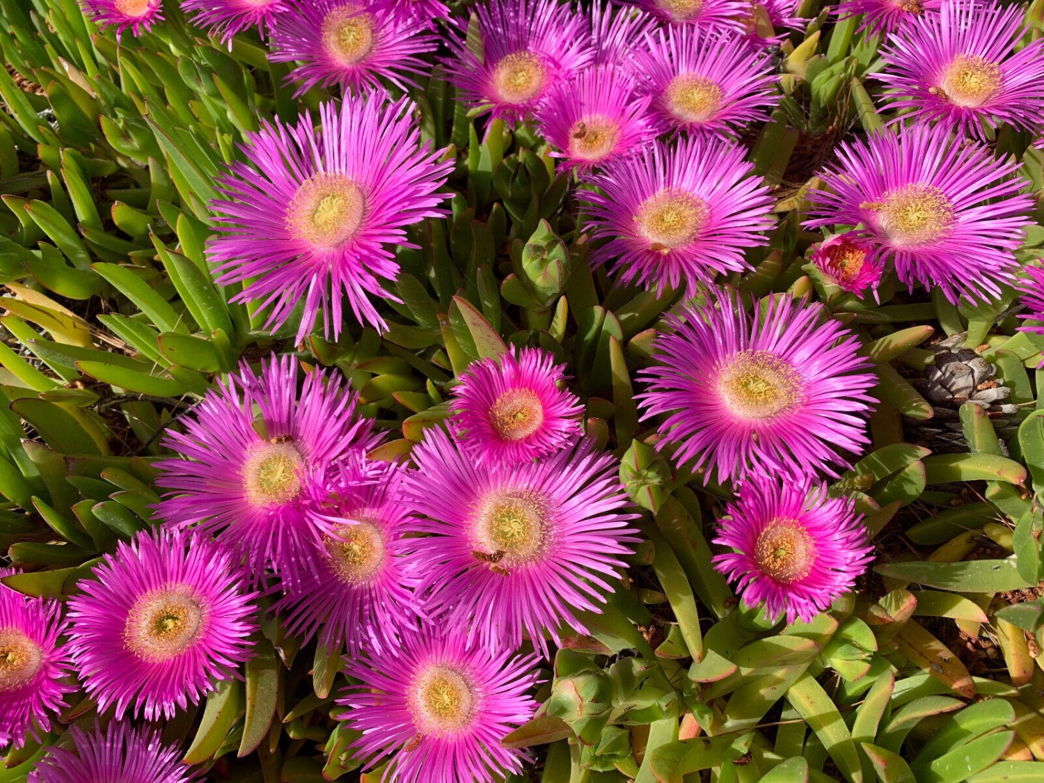 25 Seeds TABLE MOUNTAIN ICE PLANT Magenta Fuchsia Delosperma Cooperi Flower (Seeds)