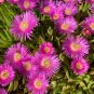 25 Seeds TABLE MOUNTAIN ICE PLANT Magenta Fuchsia Delosperma Cooperi Flower (Seeds)