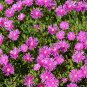 25 Seeds TABLE MOUNTAIN ICE PLANT Magenta Fuchsia Delosperma Cooperi Flower (Seeds)