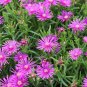 25 Seeds TABLE MOUNTAIN ICE PLANT Magenta Fuchsia Delosperma Cooperi Flower (Seeds)