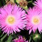 25 Seeds TABLE MOUNTAIN ICE PLANT Magenta Fuchsia Delosperma Cooperi Flower (Seeds)
