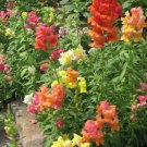 2000 Seeds SNAPDRAGON CORONA MIX Antirrhinum Majus Flower (Seeds)