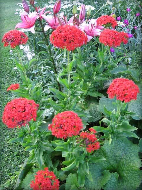 70 Seeds RED LYCHNIS Chalcedonica / Rose Campion / Catchfly Flower (Seeds)
