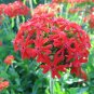 70 Seeds RED LYCHNIS Chalcedonica / Rose Campion / Catchfly Flower (Seeds)