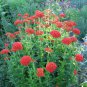 70 Seeds RED LYCHNIS Chalcedonica / Rose Campion / Catchfly Flower (Seeds)