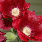 25 Seeds DARK RED HOLLYHOCK Alcea Rosea Flower Seeds Perennial (Seeds)