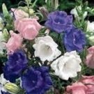 100 Seeds CANTERBURY BELLS CROWN MIX Campanula Medium Flower (Seeds)