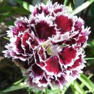 50 Seeds VELVET N LACE DIANTHUS Plumarius Flower (Seeds)