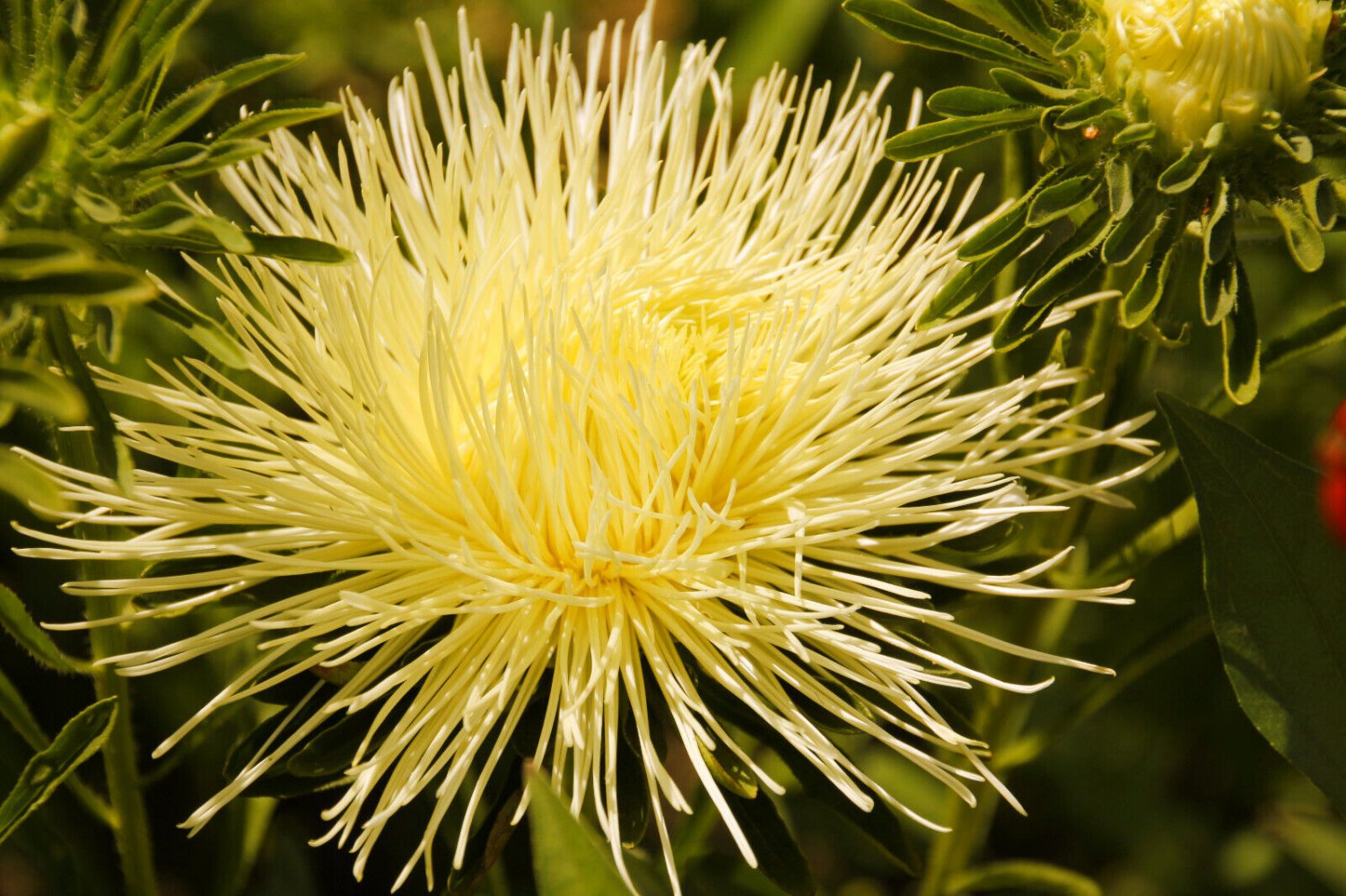 30 Seeds YELLOW NEEDLE ASTER Callistephus Chinensis Unicom Flower (Seeds)