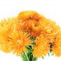 30 Seeds YELLOW NEEDLE ASTER Callistephus Chinensis Unicom Flower (Seeds)
