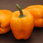 100 Seeds ORANGE KING BELL PEPPER Sweet Capsicum Annuum Vegetable (Seeds)