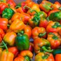 100 Seeds ORANGE KING BELL PEPPER Sweet Capsicum Annuum Vegetable (Seeds)