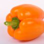 100 Seeds ORANGE KING BELL PEPPER Sweet Capsicum Annuum Vegetable (Seeds)