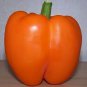100 Seeds ORANGE KING BELL PEPPER Sweet Capsicum Annuum Vegetable (Seeds)