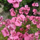 100 Seeds PINK QUEEN TWINSPUR Diascia Barberae Flower Seeds Evergreen Houseplant (Seeds)