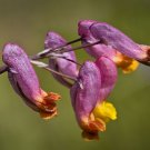50 Seeds ROCK HARLEQUIN Pink & Yellow Corydalis Sempervirens Flower (Seeds)