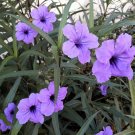 100 Seeds Blue Purple FRINGELEAF PETUNIA Wild Ruellia Humilis Perennial Flower (Seeds)