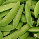 50 Seeds MAMMOTH MELTING SUGAR PEA Stringless Snow Pea Pisum Sativum Vegetable (Seeds) 50 Seeds MAMMOTH MELTING SUGAR PEA Stringless Snow Pea Pisum Sativum Vegetable (Seeds)