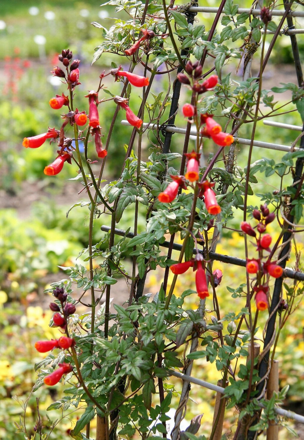 50 Seeds MIXED GLORY VINE Eccremocarpus Scaber Chilean Glory Red Pink Flower (Seeds)