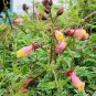 50 Seeds MIXED GLORY VINE Eccremocarpus Scaber Chilean Glory Red Pink Flower (Seeds)
