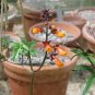 50 Seeds MIXED GLORY VINE Eccremocarpus Scaber Chilean Glory Red Pink Flower (Seeds)