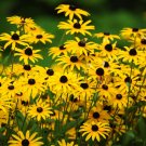 2000 Seeds BLACK EYED SUSAN Rudbeckia Hirta Yellow Flower (Seeds)