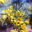 50 Seeds Yellow FEATHERY CASSIA Green Senna Artemisioides Flower (Seeds)