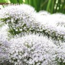 25 Seeds WHITE THROATWORT Trachelium Caeruleum Flower (Seeds)