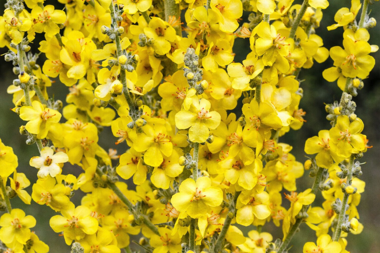 150 Seeds YELLOW VERBASCUM Thapsus Common Mullein Flower Herb (Seeds)