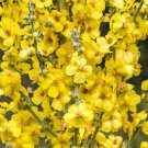 150 Seeds YELLOW VERBASCUM Thapsus Common Mullein Flower Herb (Seeds)