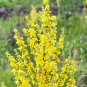 150 Seeds YELLOW VERBASCUM Thapsus Common Mullein Flower Herb (Seeds)