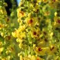 150 Seeds YELLOW VERBASCUM Thapsus Common Mullein Flower Herb (Seeds)