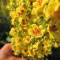 150 Seeds YELLOW VERBASCUM Thapsus Common Mullein Flower Herb (Seeds)