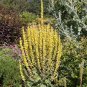 150 Seeds YELLOW VERBASCUM Thapsus Common Mullein Flower Herb (Seeds)