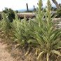 150 Seeds YELLOW VERBASCUM Thapsus Common Mullein Flower Herb (Seeds)