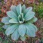 150 Seeds YELLOW VERBASCUM Thapsus Common Mullein Flower Herb (Seeds)