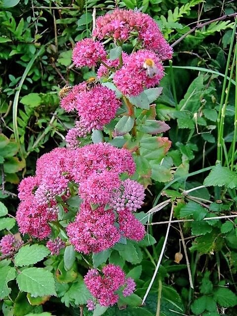 10 Seeds EMPEROR'S WAVE SEDUM Red Upright Telephium Succulent Flower Rock Garden (Seeds)