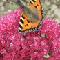 10 Seeds EMPEROR'S WAVE SEDUM Red Upright Telephium Succulent Flower Rock Garden (Seeds)