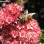 10 Seeds EMPEROR'S WAVE SEDUM Red Upright Telephium Succulent Flower Rock Garden (Seeds)
