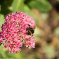 10 Seeds EMPEROR'S WAVE SEDUM Red Upright Telephium Succulent Flower Rock Garden (Seeds)