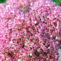 10 Seeds EMPEROR'S WAVE SEDUM Red Upright Telephium Succulent Flower Rock Garden (Seeds)