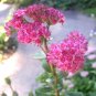 10 Seeds EMPEROR'S WAVE SEDUM Red Upright Telephium Succulent Flower Rock Garden (Seeds)
