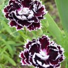 30 Seeds Black & White CHIANTI DIANTHUS Chinensis China Pink Flower (Seeds)