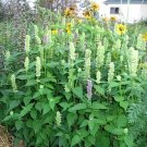 500 Seeds GIANT YELLOW HYSSOP Agastache Nepetoides Herb Flower (Seeds)