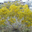 25 Seeds Yellow SILVER CASSIA Silvery Leaf Senna Artemisioides Flower (Seeds)