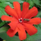 25 Seeds VESUVIUS CAMPION Red Orange Lychnis Arkwrightii Catchfly Flower (Seeds)